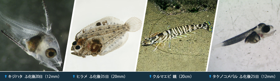 香川水産振興基金　稚魚イメージ